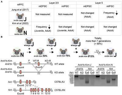 Genetic background determines synaptic phenotypes in Arid1b-mutant mice